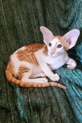 Elegant Oriental Bicolor Cat – Loving & Playful Companion for Rehoming
