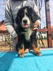 Bernese mountain dog puppies