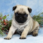 Well Trained Pug Puppies for Adoption 