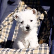  registered West Highland Terriers