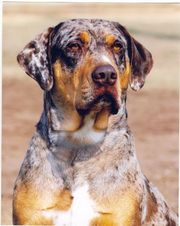 CATAHOULA LEOPARD DOGS  AT CHRISTMASS !!! 