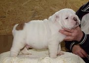 male and female English Bulldog puppies.