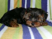 Cute and adorable Yorkie Terrier Puppies  for adoption