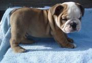 ENGLISH BULLDOG PUPPIES FOR X-MAS ADOPTION