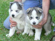 Beautiful Siberian Husky Puppies For Home Adoption.