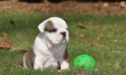 ENGLISH BULLDOG PUPPIES READY TO GO NOW