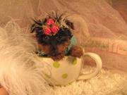 Adorable TeaCup Yorkie Puppy For Free Adoption 