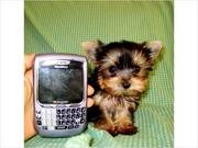 Lovely Yorkie Puppies Available for X-Mas