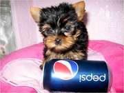 Cute and Adorable Yorkie Puppies For Adoption/FREE