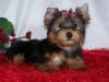 lovely male and female Yorkie puppies for X-MAS Adoption