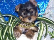Tea Cup Yorkie Puppies For Free Adoption