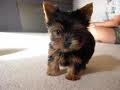 Teacup yorkie puppies seeking new homes