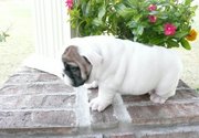  English Bulldog Puppies For Sale