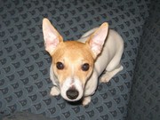 	Miniature Jack Russell