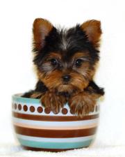 Nice Tea Cup Yorkie Puppies For Free Adoption