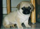 Cute Pug Puppy for Chritmas