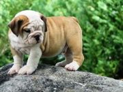 Lovely English Bulldog Puppies For Christmas