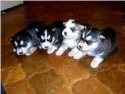 siberianhusky puppiesfor good homes