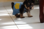  Teacup Yorkie Pups For Free Adoption(cherry.white1@yahoo.com)