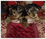 Top Quality Teacup Yorkie Puppies For Adoption 