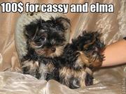 Cute and Adorable $50Yorkie Puppies For X-MASS
