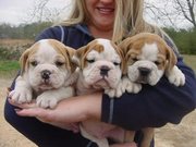  Christmas......... Cute and Adorable AKC Registered English Bulldog P