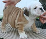 Cute English bull dog puppies doe adoption