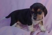 beaglke puppies for sale to a good home