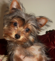 Kc registered miniature Tea cup Yorkshire  terrier puppies ready now