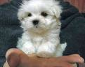Lovely And fabulouse Teacup Maltese Puppies For Adoption