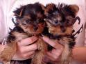 Dazzling Yorkie and Chihuahua puppies for Adoption