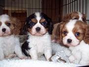 king charles cavalier puppies available for adoption