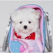 well trained maltese pupy for free adoption