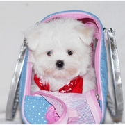 well trained maltese puppy for adoption