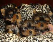 T-cup yorkie puppies available