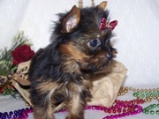 Male and Female Yorkie Puppies For Adoption/FREE