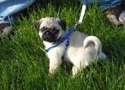 I have these two lovely  admirable PUG puppies for pets loving homes.