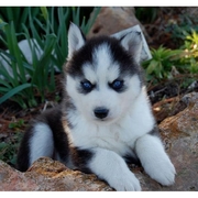 Gorgeous and adorable Siberian Husky puppies for sale