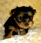 Lovely Yorkie Puppies For Adoption 