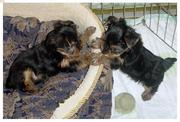 Affectionate Teacup Yorkie Puppies For Free Offer