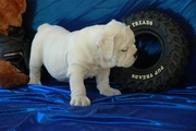 Lovely...English Bulldog Puppies Available For Adoption.