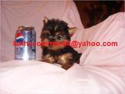 Yorkshire Teacup Yorkie Puppies Available