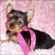 cute yorkies for adoption