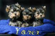 Top quaslity Teacup Yorkie Puppies For Free to good homes