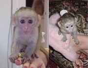 HOME TRAINED BABY FACE CAPUCHIN MONKEYS FOR ADOPTION
