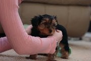 Potty Trained Teacup Yorkie Puppies For Free Adoption