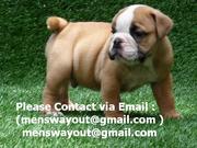 Wow!!! Cute English Bulldog Puppies Available