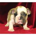 adorable english bulldog for adoption