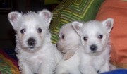 Adorable westie puppies available