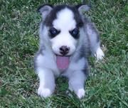 Adorable Blue Eyes Siberian Husky Puppies Now Available